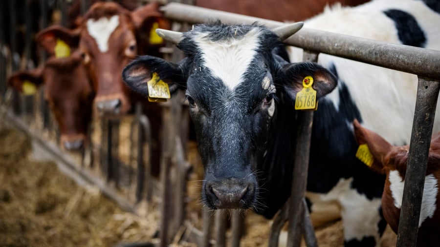 Landwirtschaft: Warum Dänemark bald Kühe fürs Klima besteuert