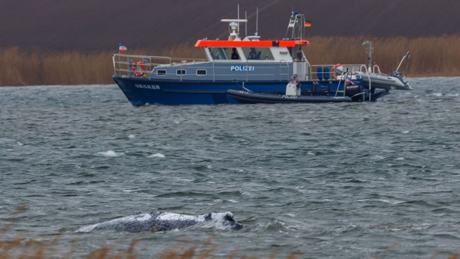 Tiere: Lenken des Wals von Booten aus wird versucht