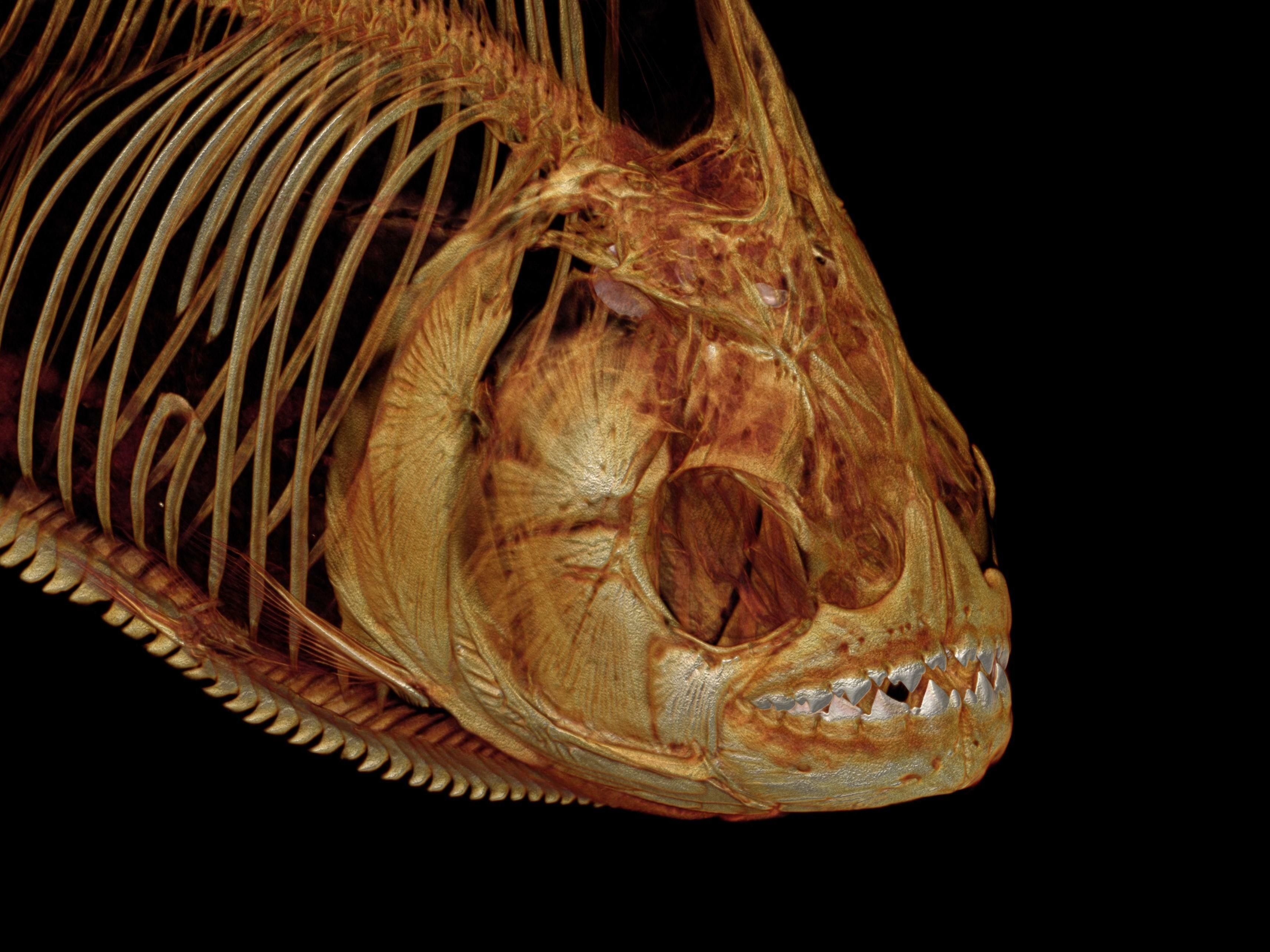 Ungewhnliches Forschungsprojekt: Der fabelhafte Kerl mit dem Fisch-Scanner