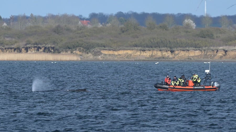 Wal „Timmy“: Buckelwal vor Ostseeküste: Die Lage bleibt kritisch