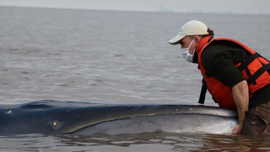 Tiere: Großer Wal strandet in Argentinien – Rettung läuft