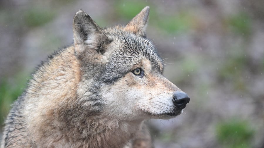 Tiere: Senatorin: Wolf drang vor Angriff in Supermarkt ein