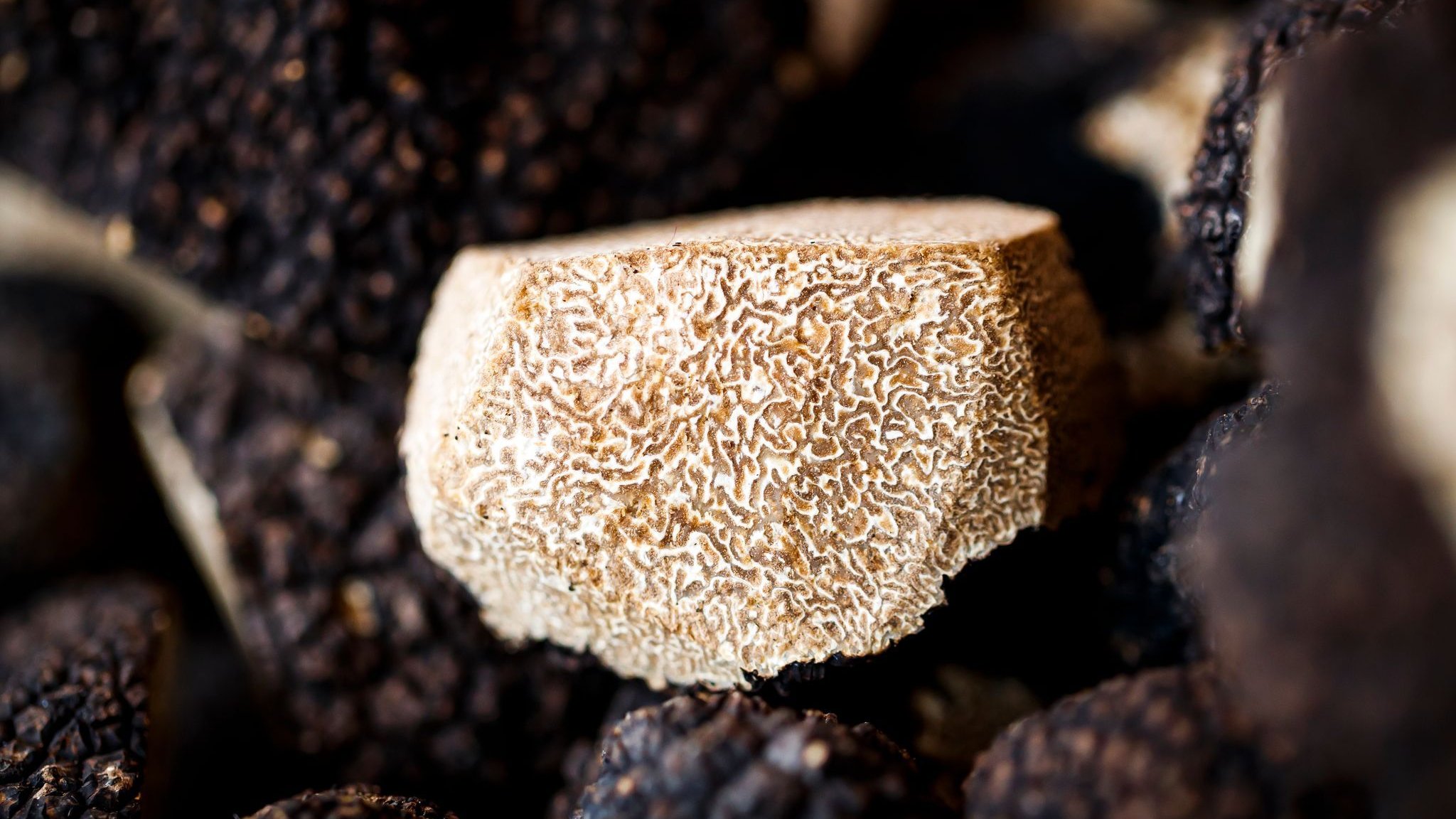 Heat and drought threaten Italy’s white truffle harvest