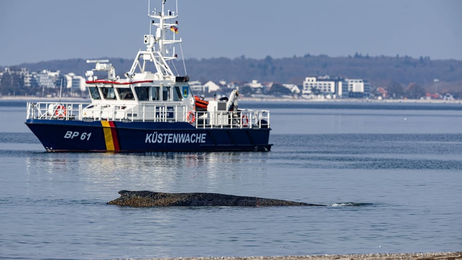 Tierrettung: Wale in der Ostsee – die wichtigsten Fragen und Antworten
