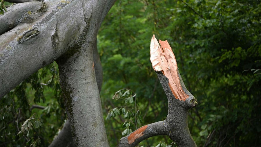 Standfest bei Wind und Sturm?: Wichtige Kontrolle: So vermeiden Baum-Eigner Haftungsrisiken