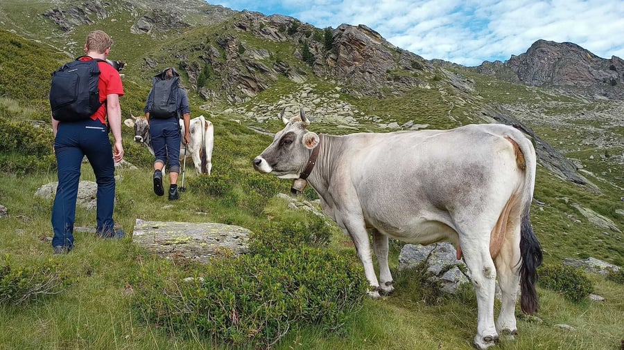 Wandern in den Bergen: Rinder auf dem Wanderweg: So kommen Sie sicher vorbei