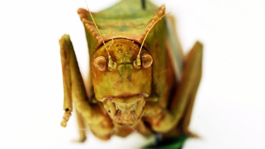 Insekten: Warzenbeißer & Co - was man über Heuschrecken wissen sollte