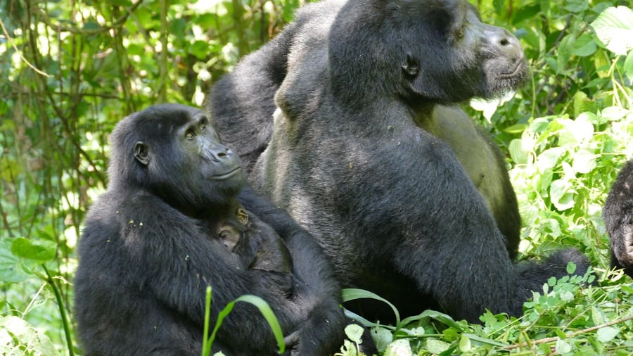 Studie zu Berggorillas : Warum Gorilla-Weibchen lange nach letzter Geburt weiterleben