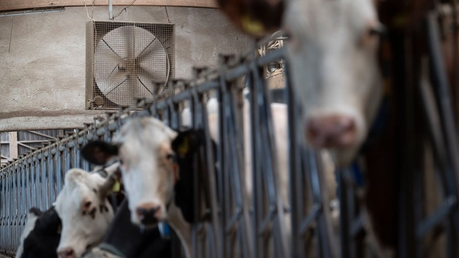 Proteinhype und El-Niño-Effekt: Milchprodukte könnten bald teurer werden
