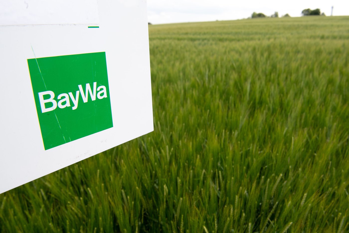 Baywa Unter Druck Us Gesetze Gefährden Agrarkonzern Sanierung - d0juhhw