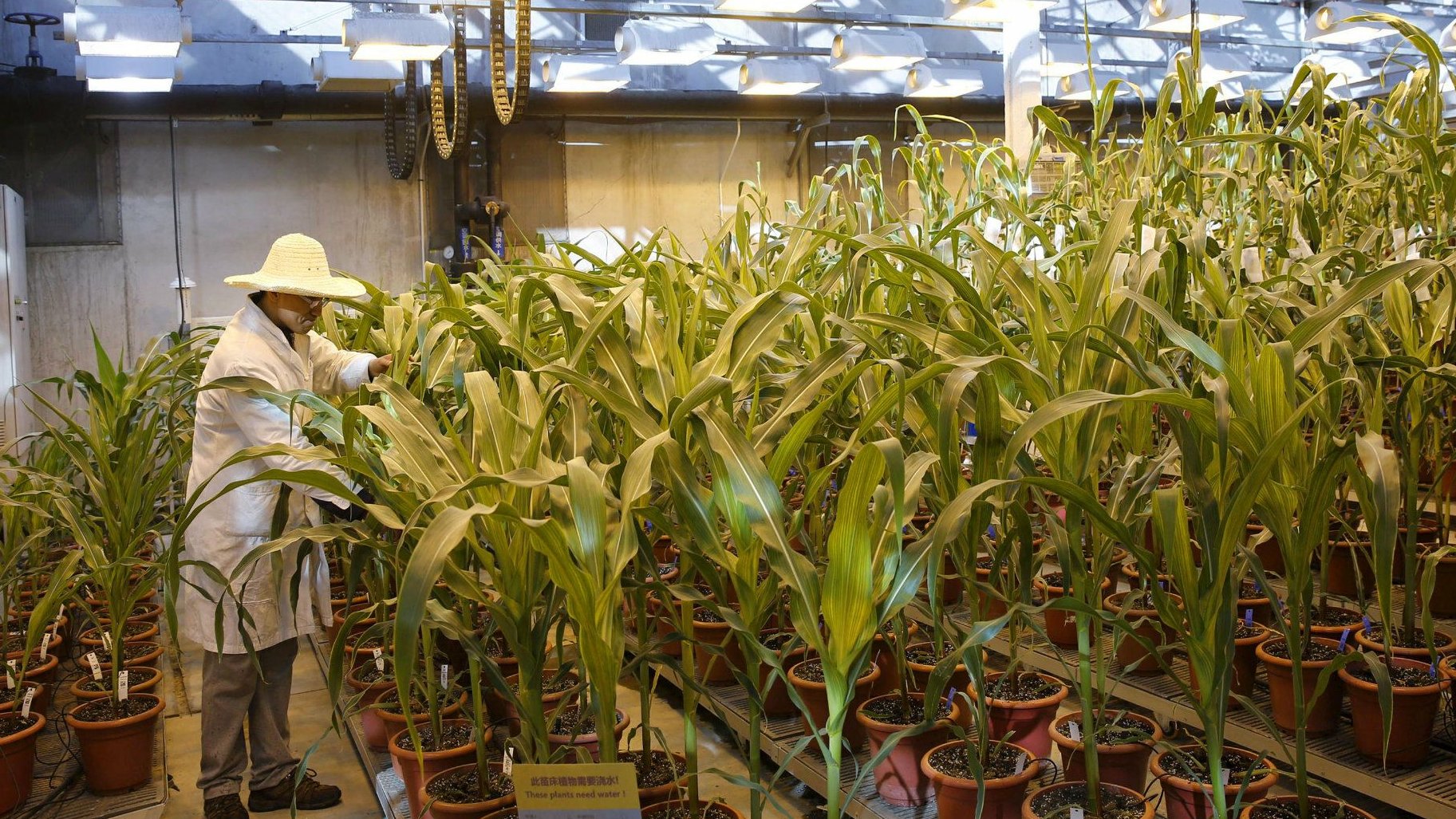 Agrarchemie: Syngenta könnte laut Insidern im zweiten Halbjahr an die Börse gehen