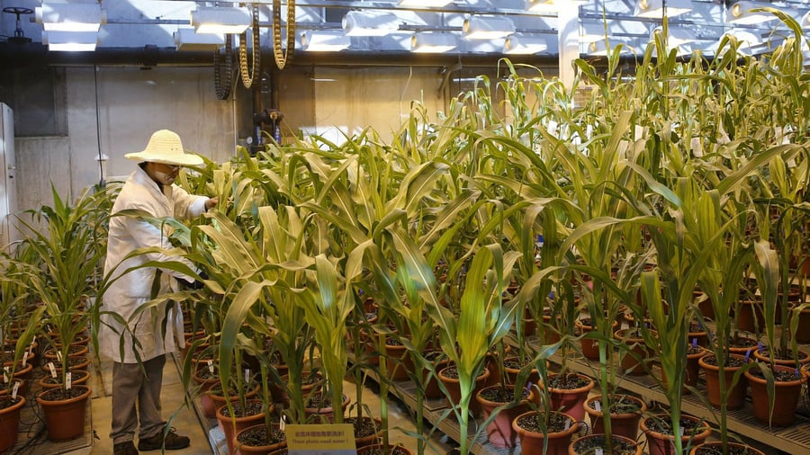 Agrarchemie: Syngenta könnte laut Insidern im zweiten Halbjahr an die Börse gehen