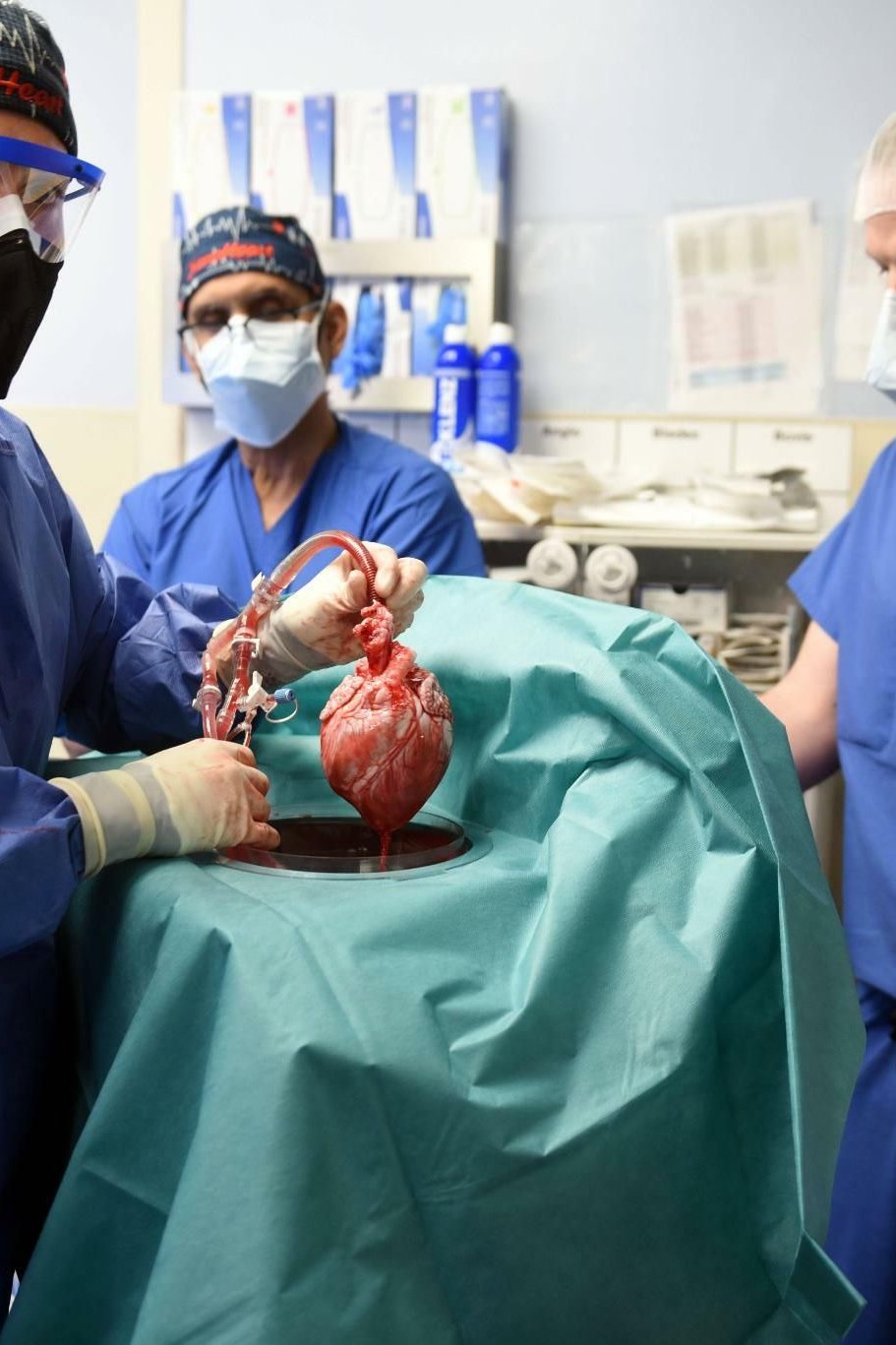 Schweineherz-Transplantation: Hoffnung fr Tausende Patienten
