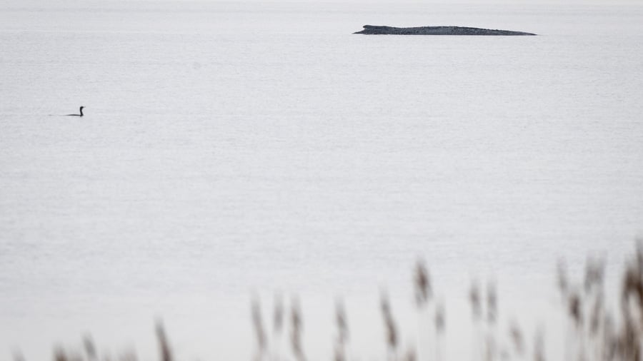 Populisten nutzen Aufregung: Demos & Connor im Shitstorm: Woher kommt die Wut um den Wal?