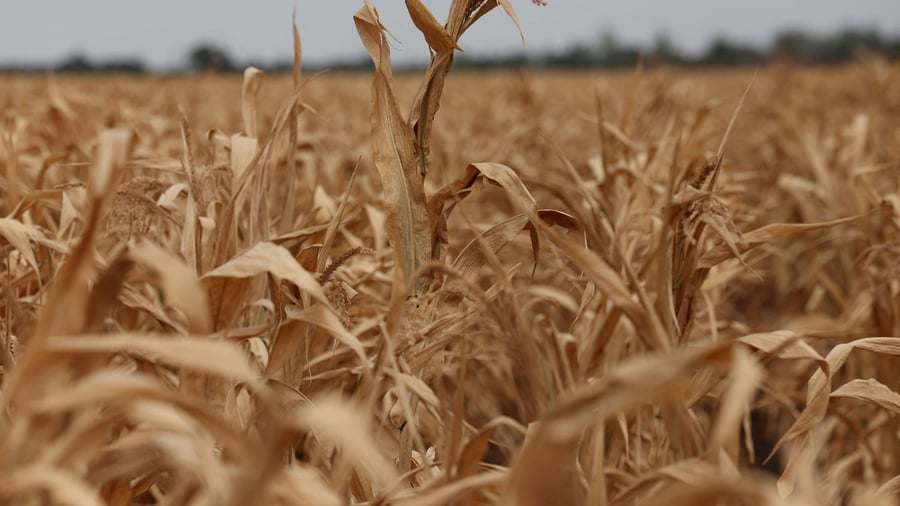Nach Dürre: Frankreich plant Milliardenhilfe für die Landwirtschaft