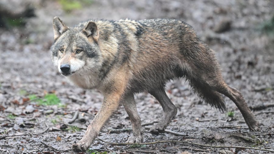Raubtiere: Zahl der Wolfsrudel in der Schweiz gestiegen