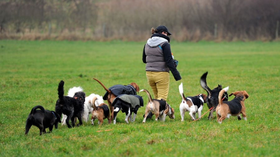 Futter, Tierarzt und Co: Wann Kosten für Hund und Katze steuerlich absetzbar sind
