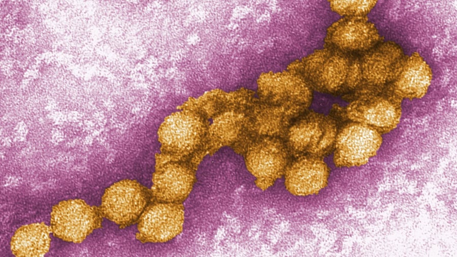 Infektionskrankheit: Mehr als 1.000 Fälle von West-Nil-Virus in Europa