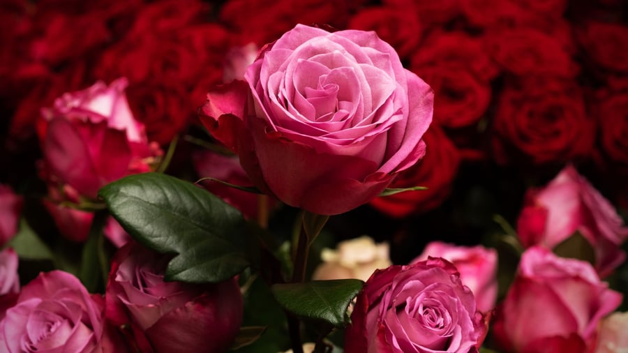 Einzelhandel: In Deutschland werden deutlich weniger Schnittblumen gekauft