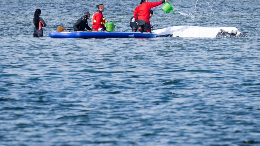 Gestrandeter Buckelwal: Viel Wal-Drama in Deutschland - anderswo nicht