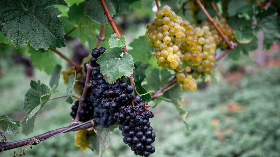 Wein : Weinernte fällt geringer aus als angenommen