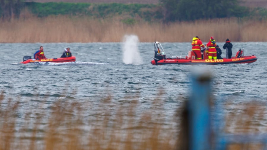 Ostsee: Greenpeace zu Buckelwal: „Megastress für das Tier“