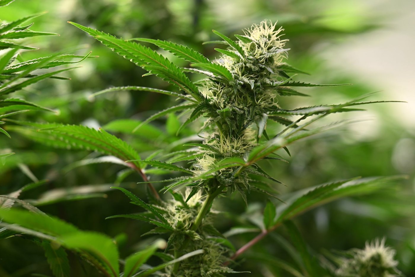 Koalitionsvertrag CannabisGesetz soll „ergebnisoffen“ geprüft werden