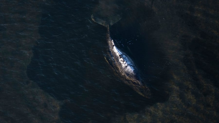 Buckelwal vor Poel: Buckelwal liegt noch in Bucht - „Er war nicht so aktiv“
