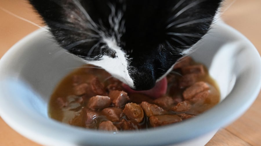 Kostspielige Tierliebe: Teures Futter und hohe Hundesteuer