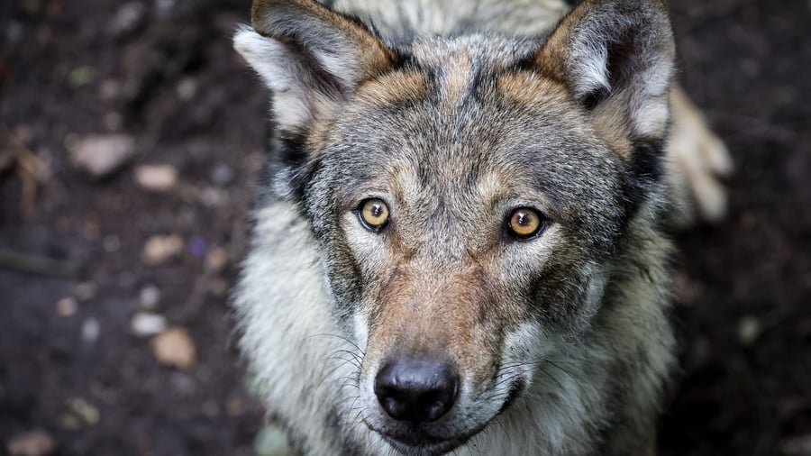 Hamburg: Wolf verletzt Frau in Einkaufspassage - Tier untergebracht