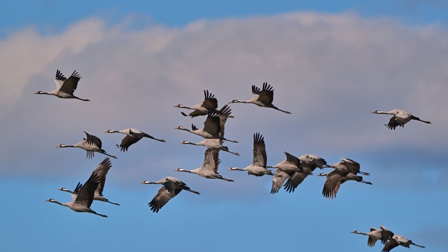 Zugvögel: Nach Vogelgrippe: Tausende Kraniche füllen Rastplätze