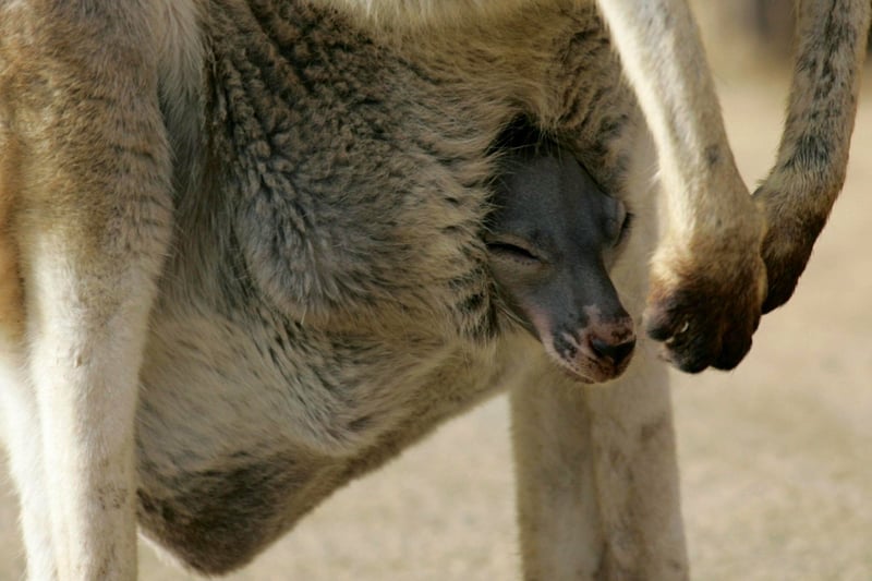 Nike und Puma wollen kein Kanguruleder mehr einsetzen